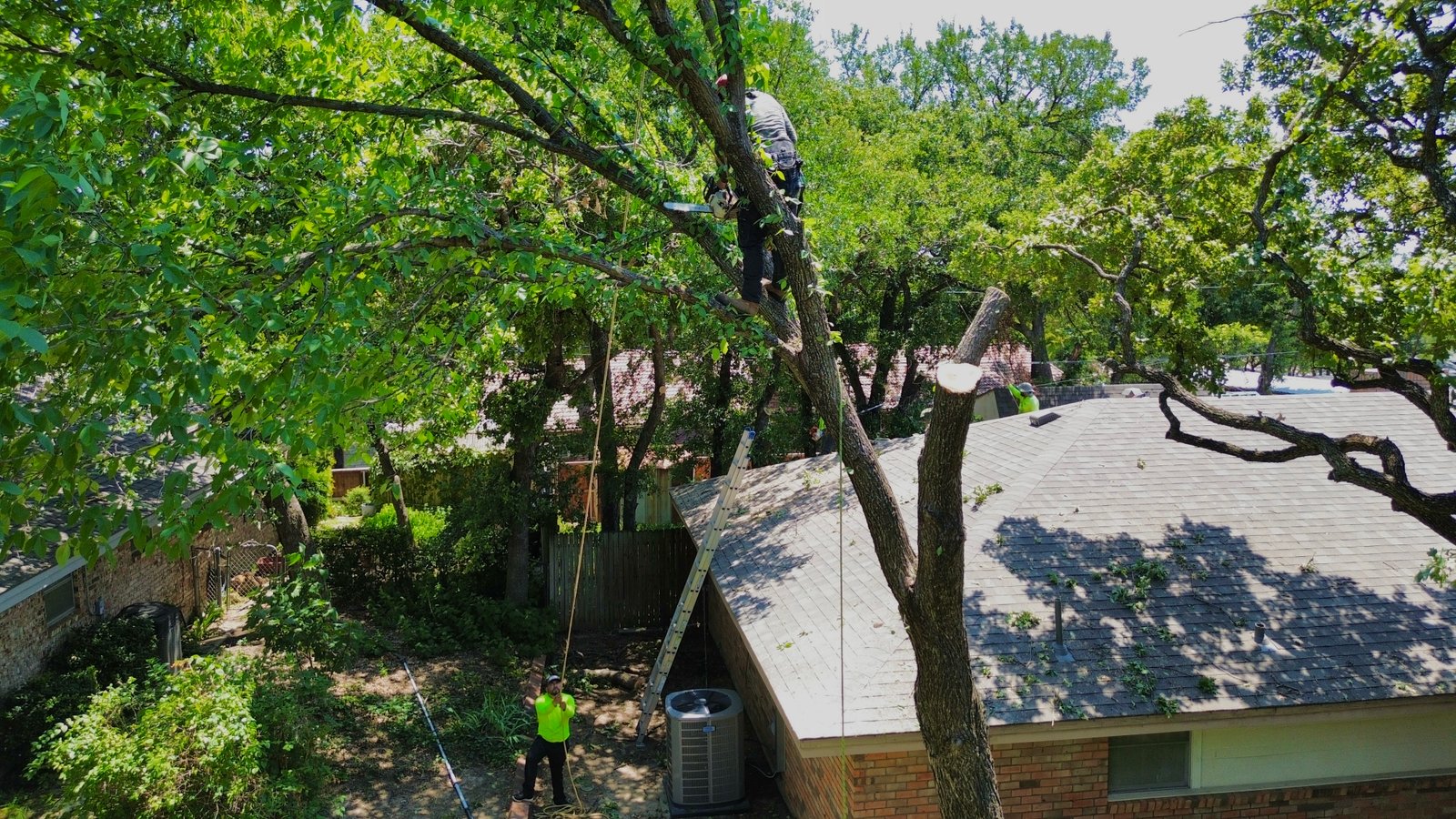 Workers trimming a tree