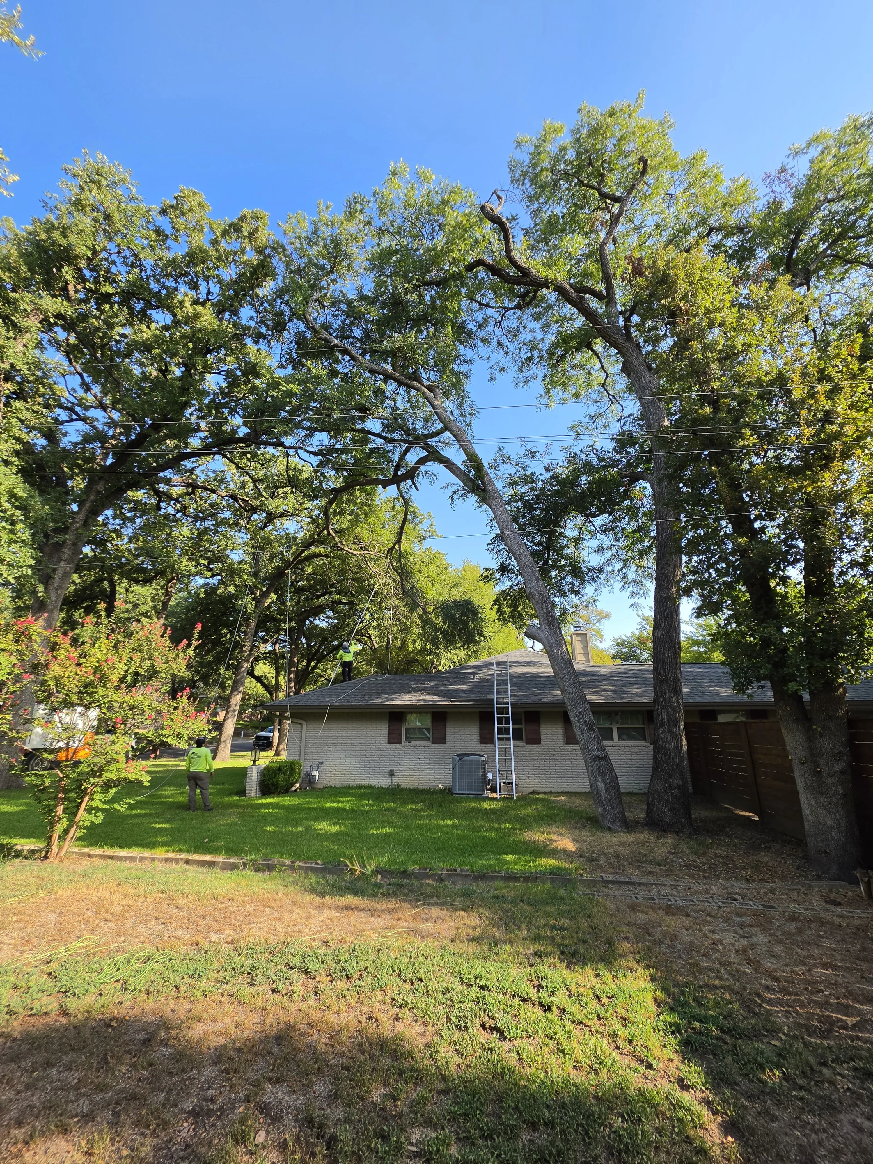 Tree that needs to be removed in Hurst, TX