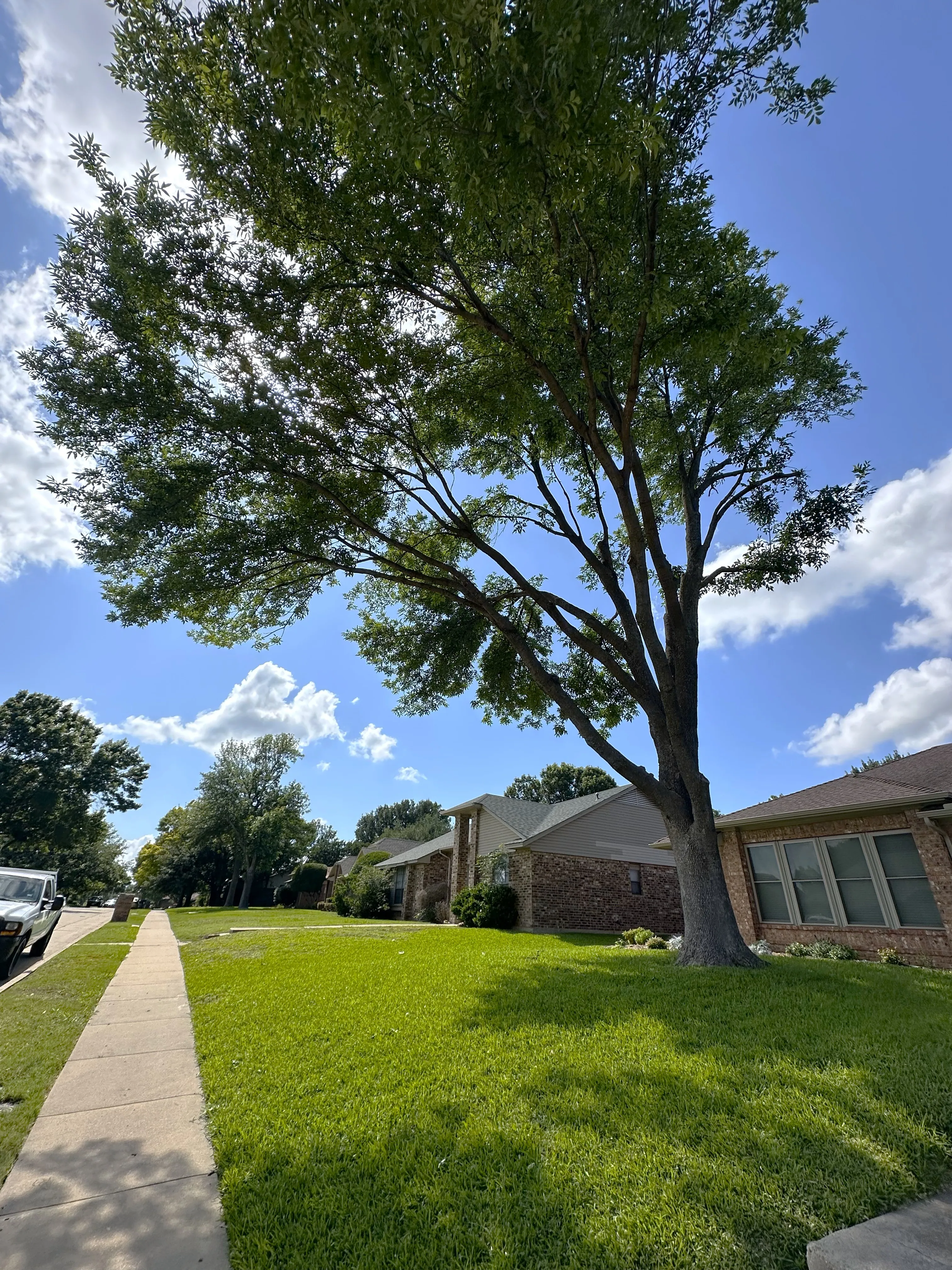 Tree after trimming and crown reduction in Dallas, TX