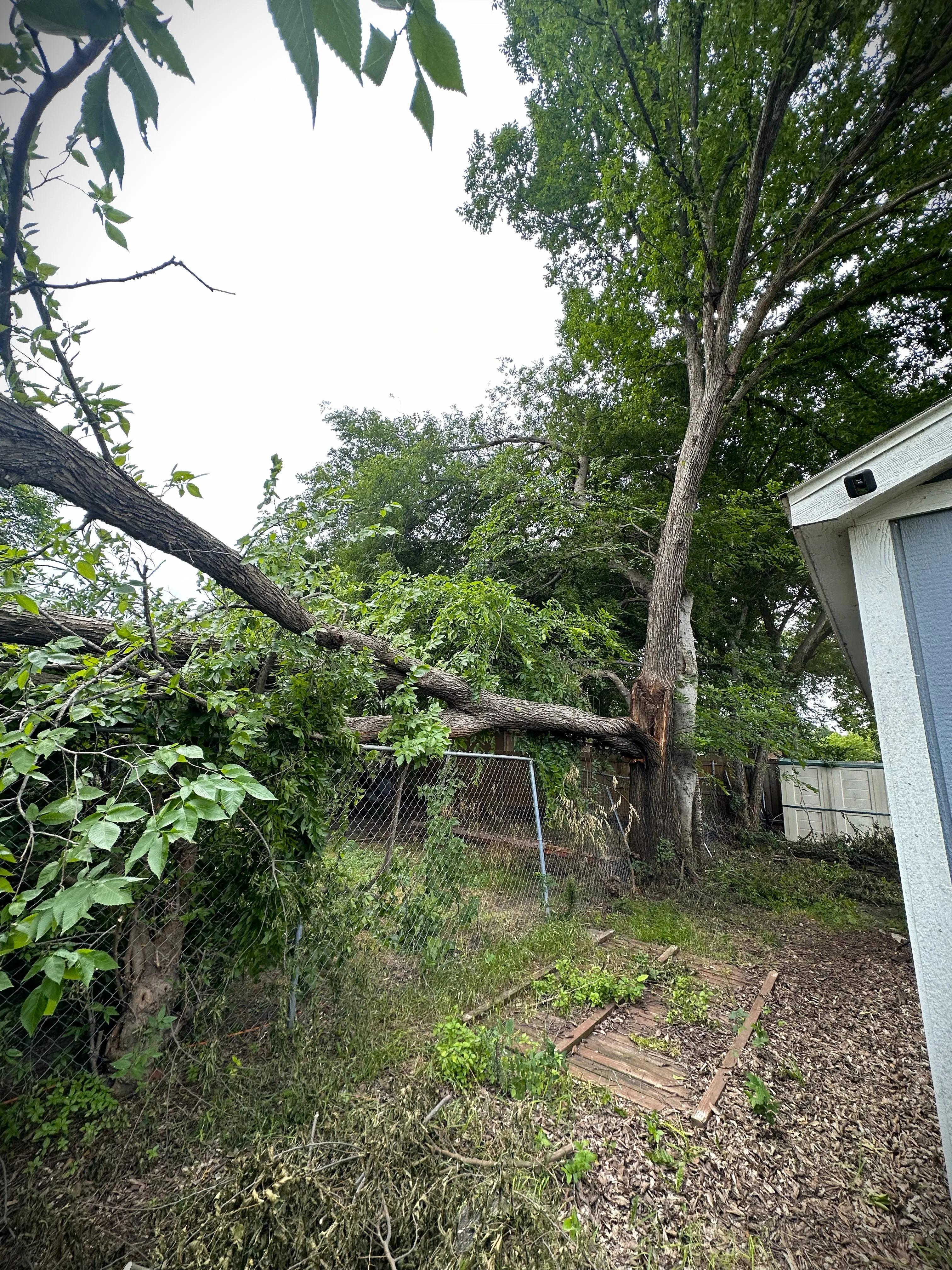 The same tree cut down and removed from the fence in Arlington, TX